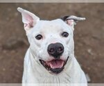 Small American Pit Bull Terrier-Labrador Retriever Mix