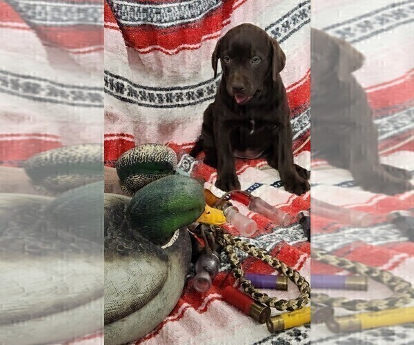 Medium Photo #6 Labrador Retriever Puppy For Sale in MERIDEN, KS, USA