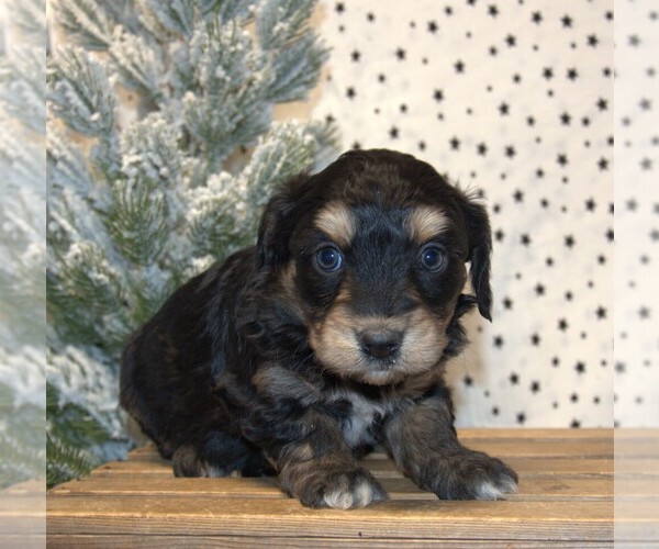 Medium Photo #18 Aussiedoodle Miniature  Puppy For Sale in NEWBERRY, IN, USA