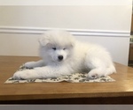 Small Photo #2 Samoyed Puppy For Sale in NEDROW, NY, USA