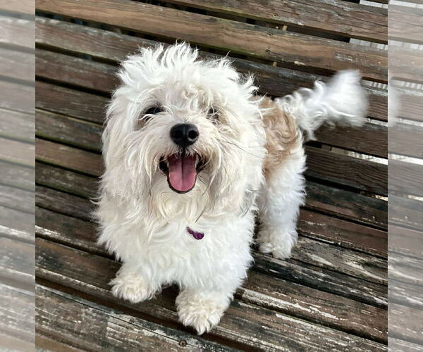 Medium Photo #3 Maltipoo Puppy For Sale in Spring Lake, NC, USA