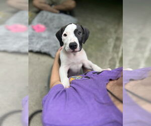 Mutt Dogs for adoption in Elmsford, NY, USA