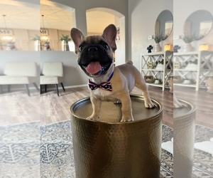 French Bulldog Puppy for Sale in LOS LUNAS, New Mexico USA
