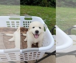 Small Photo #5 Great Pyrenees Puppy For Sale in GREENEVILLE, TN, USA