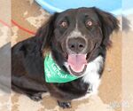 Small #2 Border Collie Mix