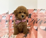Small Photo #11 Poodle (Toy) Puppy For Sale in SYLMAR, CA, USA