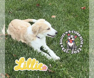 Lillie - Female Great Pyrenees-Unknown Mix Dog for Adoption - Photo #2
