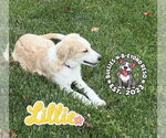 Small Photo #2 Great Pyrenees-Unknown Mix Puppy For Sale in Omaha, NE, USA