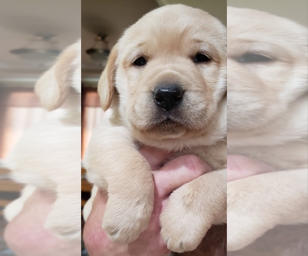 Medium Photo #21 Labrador Retriever Puppy For Sale in OLYMPIA, WA, USA