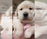 Small #19 Labrador Retriever
