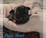 Puppy Pluto Morkie