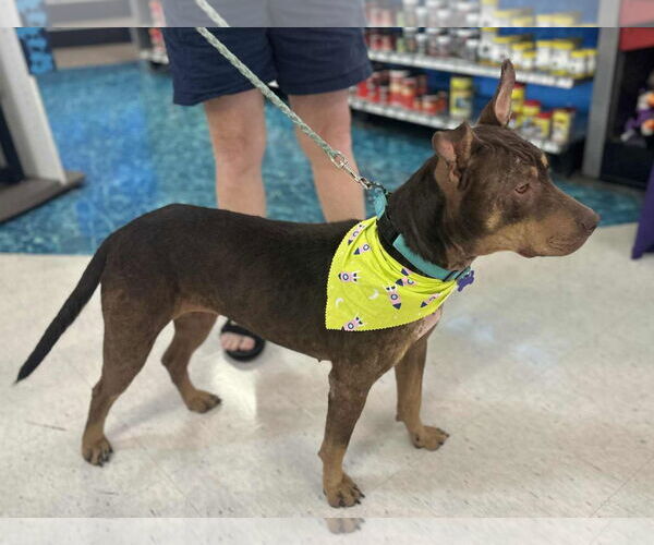 Medium Photo #3 Australian Kelpie-Doberman Pinscher Mix Puppy For Sale in Cookeville, TN, USA