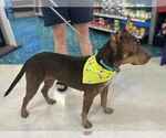 Small #2 Australian Kelpie-Doberman Pinscher Mix