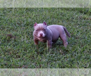 American Bully Puppy for sale in MOSCOW MILLS, MO, USA