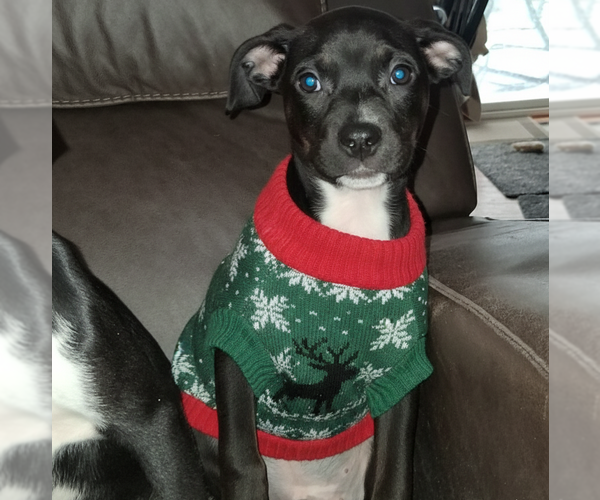 Medium Photo #4 Mutt Puppy For Sale in Brooklyn Center, MN, USA