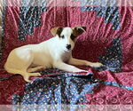 Small #2 Mutt