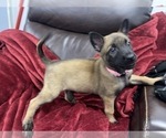 Small Photo #110 Belgian Malinois Puppy For Sale in REESEVILLE, WI, USA