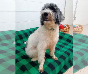 Aussiedoodle Dogs for adoption in York, SC, USA