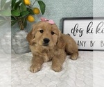 Small #4 Golden Retriever