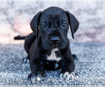 Puppy Asher Great Dane
