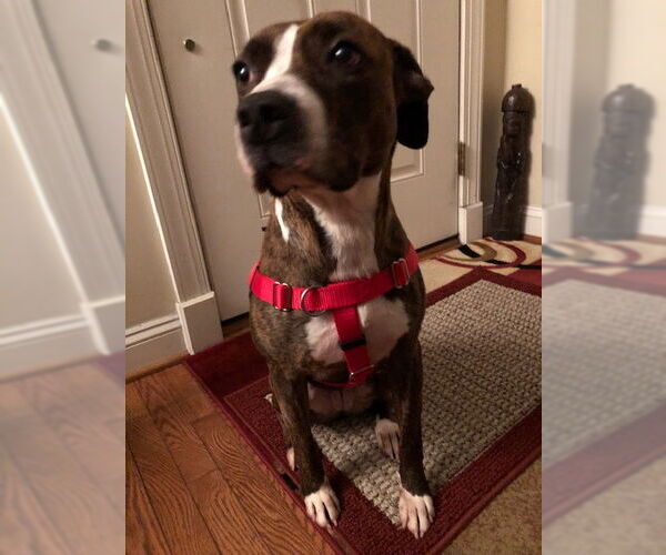 Medium Photo #3 Mountain Cur-Unknown Mix Puppy For Sale in Doylestown, PA, USA