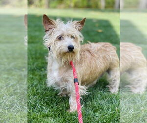 Norwich Terrier Dogs for adoption in Winter, WI, USA