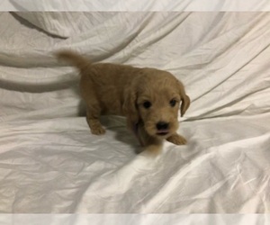 Goldendoodle (Miniature) Puppy for sale in RALEIGH, NC, USA