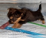 Small Photo #338 Yorkshire Terrier Puppy For Sale in AKRON, OH, USA