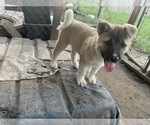 Small Photo #19 Akita Puppy For Sale in FLORISSANT, MO, USA