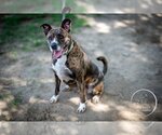 Small #3 American Staffordshire Terrier-Boxer Mix