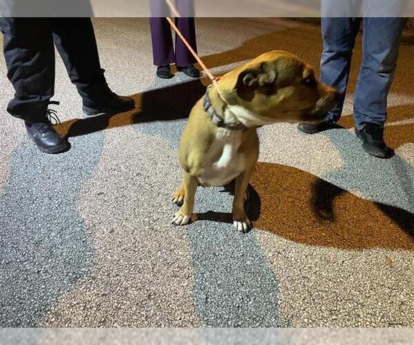 Medium Photo #1 Mutt Puppy For Sale in Houston, TX, USA