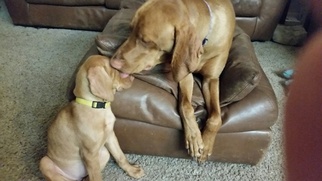 Father of the Vizsla puppies born on 12/04/2017