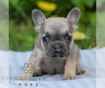 Small #3 French Bulldog