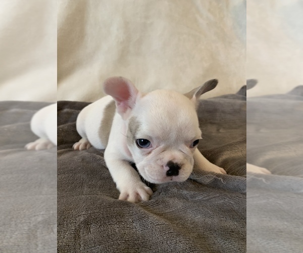 Medium Photo #6 French Bulldog Puppy For Sale in JOHNS ISLAND, SC, USA