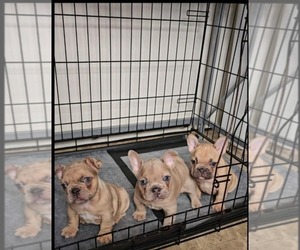 French Bulldog Puppy for sale in HANOVER, MD, USA