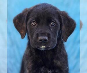 Medium Labrador Retriever Mix