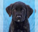 Small Labrador Retriever Mix