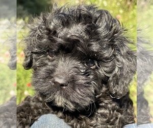 Cavapoo Puppy for sale in SANTA BARBARA, CA, USA