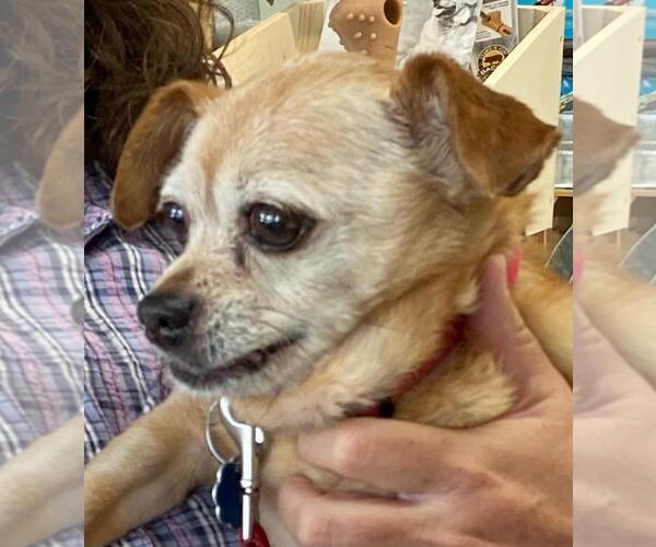 Medium Photo #7 Chihuahua-Unknown Mix Puppy For Sale in Rootstown, OH, USA