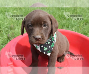Labrador Retriever Puppy for sale in SANGER, TX, USA