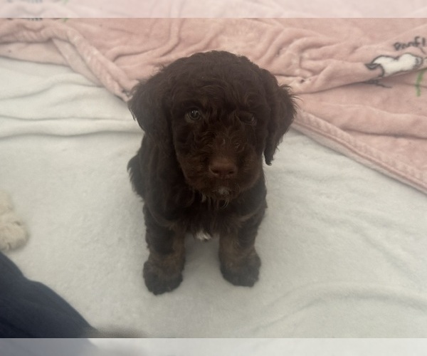 Medium Photo #3 Bernedoodle Puppy For Sale in RANCHO CUCAMONGA, CA, USA