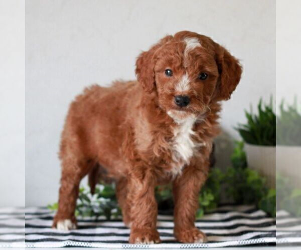 Medium Photo #5 Goldendoodle (Miniature) Puppy For Sale in LITITZ, PA, USA