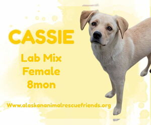 Labrador Retriever-Unknown Mix Dogs for adoption in Anchorage, AK, USA