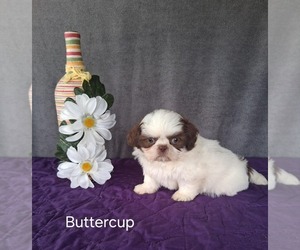Shih Tzu Puppy for sale in MOUNT PLEASANT, MI, USA