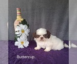 Image preview for Ad Listing. Nickname: Buttercup