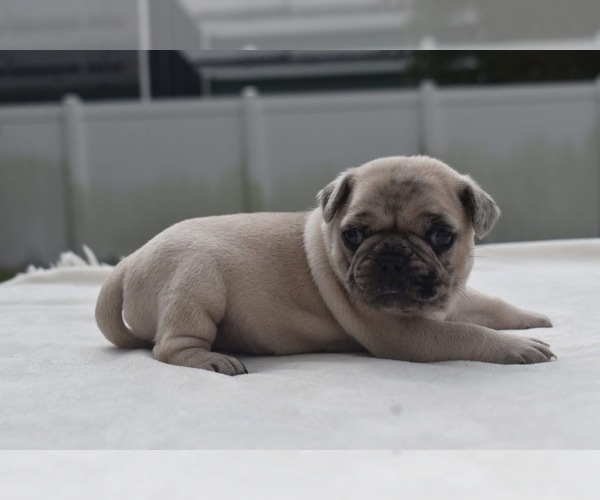 Medium Photo #7 Pug Puppy For Sale in PALM COAST, FL, USA