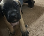 Small Cane Corso