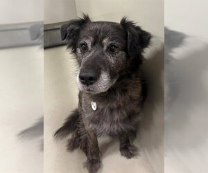 Catahoula Leopard Dog-Collie Mix Dogs for adoption in Forestville, MD, USA