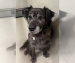 *HONDO - Male Catahoula Leopard Dog-Collie Mix Dog for Adoption - Small photo