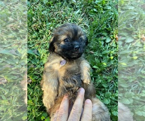 Cava-Tzu Puppy for sale in HUNTINGTN STA, NY, USA
